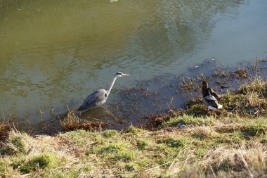 Gri balıkçıl, Ardea cinerea, dişi ve erkek yaban ördekleri, Anas platyrhynchos, Şubat ayında Wuhle Nehri 'nde yaşar. Ardea cinerea balıkçılgiller (Ardeidae) familyasından yırtıcı bir kuş türü. Berlin, Almanya, Avrupa. 