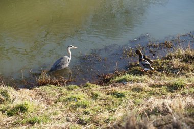 Gri balıkçıl, Ardea cinerea, dişi ve erkek yaban ördekleri, Anas platyrhynchos, Şubat ayında Wuhle Nehri 'nde yaşar. Ardea cinerea balıkçılgiller (Ardeidae) familyasından yırtıcı bir kuş türü. Berlin, Almanya, Avrupa. 