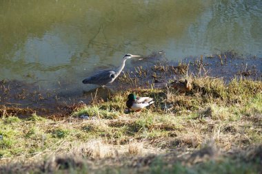 Gri balıkçıl, Ardea cinerea, dişi ve erkek yaban ördekleri, Anas platyrhynchos, Şubat ayında Wuhle Nehri 'nde yaşar. Ardea cinerea balıkçılgiller (Ardeidae) familyasından yırtıcı bir kuş türü. Berlin, Almanya, Avrupa. 