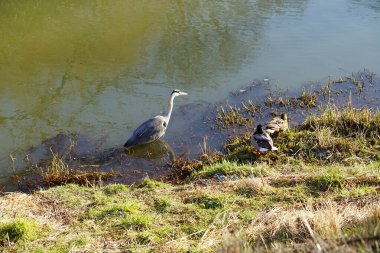 Gri balıkçıl, Ardea cinerea, dişi ve erkek yaban ördekleri, Anas platyrhynchos, Şubat ayında Wuhle Nehri 'nde yaşar. Ardea cinerea balıkçılgiller (Ardeidae) familyasından yırtıcı bir kuş türü. Berlin, Almanya, Avrupa. 