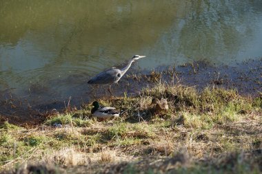 Gri balıkçıl, Ardea cinerea, dişi ve erkek yaban ördekleri, Anas platyrhynchos, Şubat ayında Wuhle Nehri 'nde yaşar. Ardea cinerea balıkçılgiller (Ardeidae) familyasından yırtıcı bir kuş türü. Berlin, Almanya, Avrupa. 