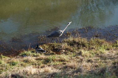Gri balıkçıl, Ardea cinerea, dişi ve erkek yaban ördekleri, Anas platyrhynchos, Şubat ayında Wuhle Nehri 'nde yaşar. Ardea cinerea balıkçılgiller (Ardeidae) familyasından yırtıcı bir kuş türü. Berlin, Almanya, Avrupa. 