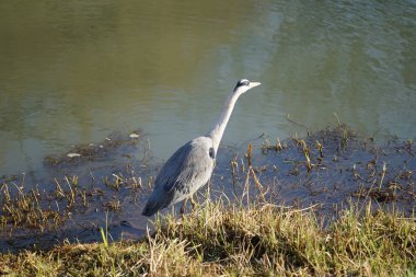 Gri balıkçıl, Ardea cinerea, Şubat ayında Wuhle Nehri 'nde avlanıyor. Ardea cinerea balıkçılgiller (Ardeidae) familyasından yırtıcı bir kuş türü. Berlin, Almanya, Avrupa. 