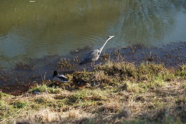 Gri balıkçıl, Ardea cinerea, dişi ve erkek yaban ördekleri, Anas platyrhynchos, Şubat ayında Wuhle Nehri 'nde yaşar. Ardea cinerea balıkçılgiller (Ardeidae) familyasından yırtıcı bir kuş türü. Berlin, Almanya, Avrupa. 