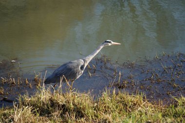Gri balıkçıl, Ardea cinerea, Şubat ayında Wuhle Nehri 'nde avlanıyor. Ardea cinerea balıkçılgiller (Ardeidae) familyasından yırtıcı bir kuş türü. Berlin, Almanya, Avrupa. 