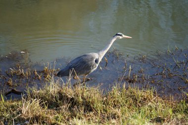 Gri balıkçıl, Ardea cinerea, Şubat ayında Wuhle Nehri 'nde avlanıyor. Ardea cinerea balıkçılgiller (Ardeidae) familyasından yırtıcı bir kuş türü. Berlin, Almanya, Avrupa. 