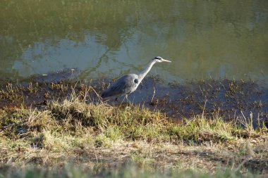 Gri balıkçıl, Ardea cinerea, Şubat ayında Wuhle Nehri 'nde avlanıyor. Ardea cinerea balıkçılgiller (Ardeidae) familyasından yırtıcı bir kuş türü. Berlin, Almanya, Avrupa. 