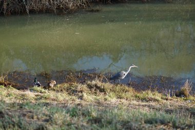 Gri balıkçıl, Ardea cinerea, dişi ve erkek yaban ördekleri, Anas platyrhynchos, Şubat ayında Wuhle Nehri 'nde yaşar. Ardea cinerea balıkçılgiller (Ardeidae) familyasından yırtıcı bir kuş türü. Berlin, Almanya, Avrupa. 