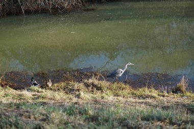 Gri balıkçıl, Ardea cinerea, dişi ve erkek yaban ördekleri, Anas platyrhynchos, Şubat ayında Wuhle Nehri 'nde yaşar. Ardea cinerea balıkçılgiller (Ardeidae) familyasından yırtıcı bir kuş türü. Berlin, Almanya, Avrupa. 