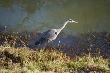 Gri balıkçıl, Ardea cinerea, Şubat ayında Wuhle Nehri 'nde avlanıyor. Ardea cinerea balıkçılgiller (Ardeidae) familyasından yırtıcı bir kuş türü. Berlin, Almanya, Avrupa. 