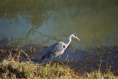 Gri balıkçıl, Ardea cinerea, Şubat ayında Wuhle Nehri 'nde avlanıyor. Ardea cinerea balıkçılgiller (Ardeidae) familyasından yırtıcı bir kuş türü. Berlin, Almanya, Avrupa. 
