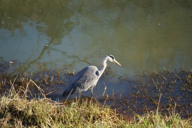 Gri balıkçıl, Ardea cinerea, Şubat ayında Wuhle Nehri 'nde avlanıyor. Ardea cinerea balıkçılgiller (Ardeidae) familyasından yırtıcı bir kuş türü. Berlin, Almanya, Avrupa. 