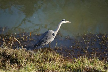 Gri balıkçıl, Ardea cinerea, Şubat ayında Wuhle Nehri 'nde avlanıyor. Ardea cinerea balıkçılgiller (Ardeidae) familyasından yırtıcı bir kuş türü. Berlin, Almanya, Avrupa. 