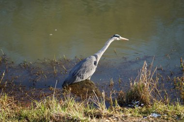 Gri balıkçıl, Ardea cinerea, Şubat ayında Wuhle Nehri 'nde avlanıyor. Ardea cinerea balıkçılgiller (Ardeidae) familyasından yırtıcı bir kuş türü. Berlin, Almanya, Avrupa. 