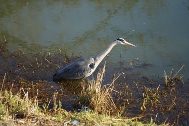 Gri balıkçıl, Ardea cinerea, Şubat ayında Wuhle Nehri 'nde avlanıyor. Ardea cinerea balıkçılgiller (Ardeidae) familyasından yırtıcı bir kuş türü. Berlin, Almanya, Avrupa. 