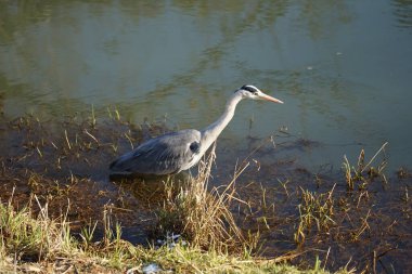 Gri balıkçıl, Ardea cinerea, Şubat ayında Wuhle Nehri 'nde avlanıyor. Ardea cinerea balıkçılgiller (Ardeidae) familyasından yırtıcı bir kuş türü. Berlin, Almanya, Avrupa. 