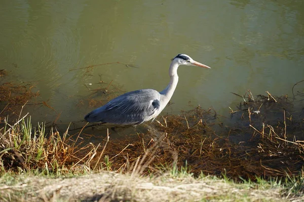 Gri balıkçıl, Ardea cinerea, Şubat ayında Wuhle Nehri 'nde avlanıyor. Ardea cinerea balıkçılgiller (Ardeidae) familyasından yırtıcı bir kuş türü. Berlin, Almanya, Avrupa. 