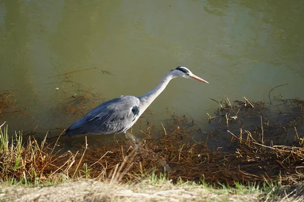 Gri balıkçıl, Ardea cinerea, Şubat ayında Wuhle Nehri 'nde avlanıyor. Ardea cinerea balıkçılgiller (Ardeidae) familyasından yırtıcı bir kuş türü. Berlin, Almanya, Avrupa. 