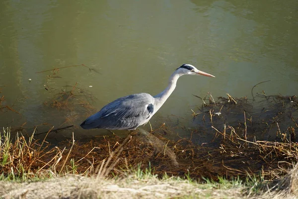Gri balıkçıl, Ardea cinerea, Şubat ayında Wuhle Nehri 'nde avlanıyor. Ardea cinerea balıkçılgiller (Ardeidae) familyasından yırtıcı bir kuş türü. Berlin, Almanya, Avrupa. 