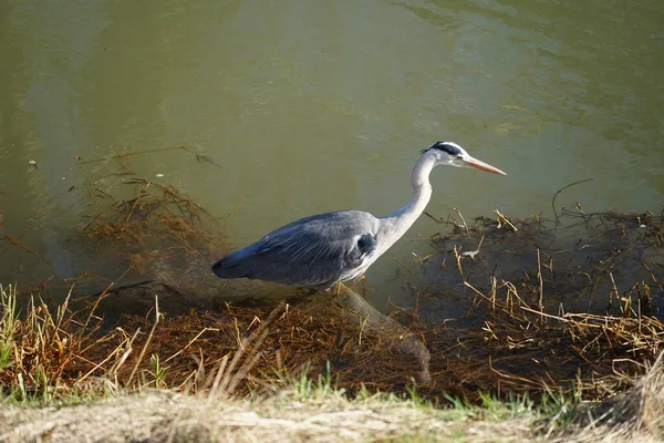 Gri balıkçıl, Ardea cinerea, Şubat ayında Wuhle Nehri 'nde avlanıyor. Ardea cinerea balıkçılgiller (Ardeidae) familyasından yırtıcı bir kuş türü. Berlin, Almanya, Avrupa. 