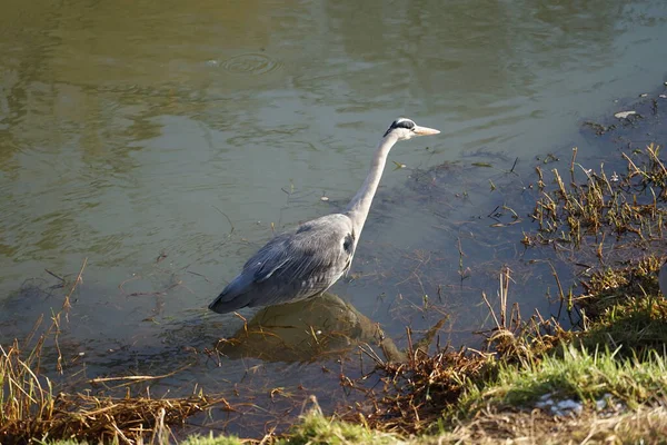 Gri balıkçıl, Ardea cinerea, Şubat ayında Wuhle Nehri 'nde avlanıyor. Ardea cinerea balıkçılgiller (Ardeidae) familyasından yırtıcı bir kuş türü. Berlin, Almanya, Avrupa. 