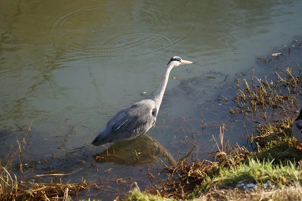 Gri balıkçıl, Ardea cinerea, Şubat ayında Wuhle Nehri 'nde avlanıyor. Ardea cinerea balıkçılgiller (Ardeidae) familyasından yırtıcı bir kuş türü. Berlin, Almanya, Avrupa. 