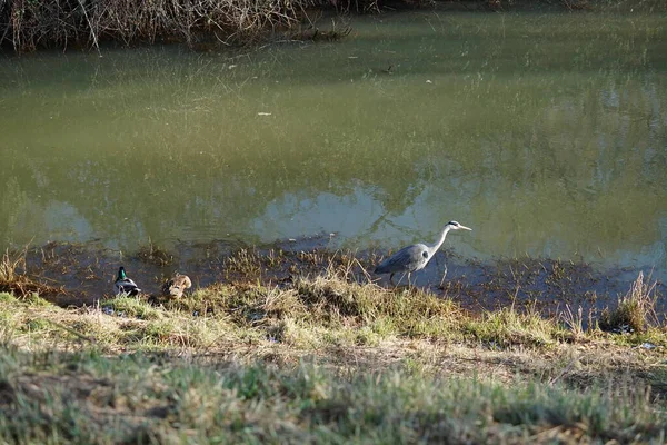 Gri balıkçıl, Ardea cinerea, dişi ve erkek yaban ördekleri, Anas platyrhynchos, Şubat ayında Wuhle Nehri 'nde yaşar. Ardea cinerea balıkçılgiller (Ardeidae) familyasından yırtıcı bir kuş türü. Berlin, Almanya, Avrupa. 