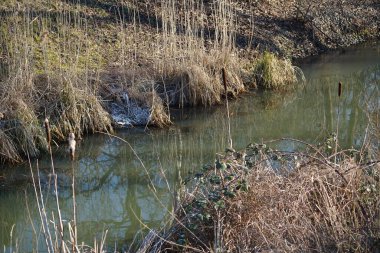 Typha latifolia Şubat ayında Wuhle nehrinin kıyısında yetişir. Typha latifolia (daha çok geniş yapraklı kedi kuyruğu olarak bilinir) uzun ömürlü bir bitkidir. Berlin, Almanya, Avrupa. 