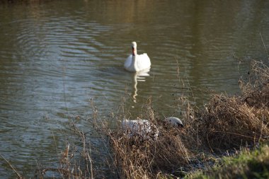 Dilsiz kuğular Şubat ayında Wuhle Nehri boyunca yüzerler. Dilsiz kuğu (