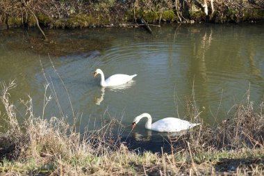 Dilsiz kuğular Şubat ayında Wuhle Nehri boyunca yüzerler. Dilsiz kuğu (