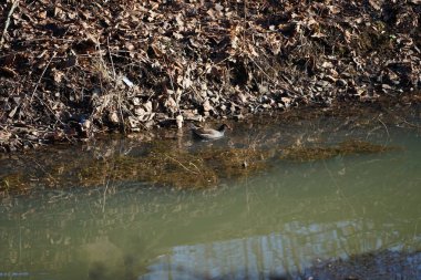 Gallinula kloropusu, Şubat ayında Dar Wuhle nehrinin yakınında yaşar. Bozkır tavuğu (