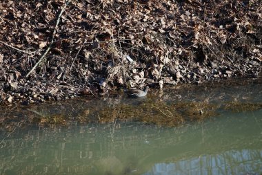 Gallinula kloropusu, Şubat ayında Dar Wuhle nehrinin yakınında yaşar. Bozkır tavuğu (