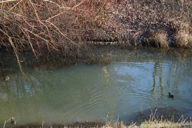 Gallinula kloropus su kuşu Şubat ayında Dar Wuhle nehrinin yakınında yaşar. Bozkır tavuğu (