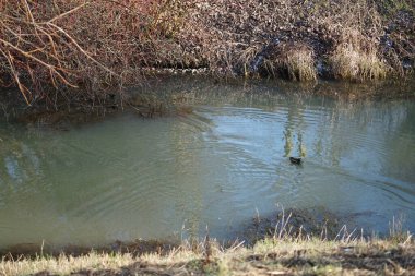 Gallinula kloropus su kuşu Şubat ayında Dar Wuhle nehrinin yakınında yaşar. Bozkır tavuğu (