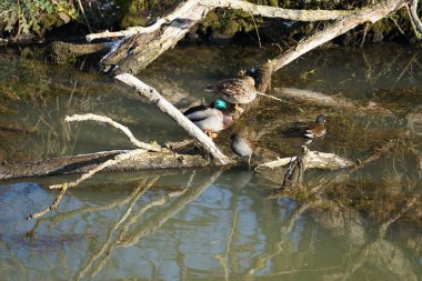 Şubat ayında Mallard ördekleri, Anas platyrhynchos, ve yaygın moorhen kuşları, Gallinula kloropus, dar Wuhle nehrinin yakınında yaşar. Yaban ördeği ya da yaban ördeği bir amatör ördektir. Berlin, Almanya, Avrupa. 
