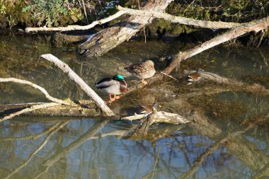 Şubat ayında Mallard ördekleri, Anas platyrhynchos, ve yaygın moorhen kuşları, Gallinula kloropus, dar Wuhle nehrinin yakınında yaşar. Yaban ördeği ya da yaban ördeği bir amatör ördektir. Berlin, Almanya, Avrupa. 