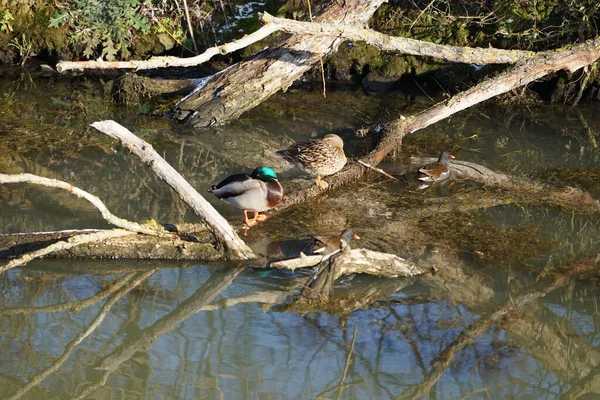 Şubat ayında Mallard ördekleri, Anas platyrhynchos, ve yaygın moorhen kuşları, Gallinula kloropus, dar Wuhle nehrinin yakınında yaşar. Yaban ördeği ya da yaban ördeği bir amatör ördektir. Berlin, Almanya, Avrupa. 
