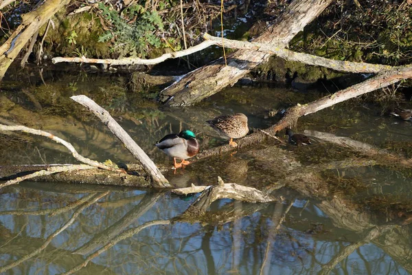 Şubat ayında Mallard ördekleri, Anas platyrhynchos, ve yaygın moorhen kuşları, Gallinula kloropus, dar Wuhle nehrinin yakınında yaşar. Yaban ördeği ya da yaban ördeği bir amatör ördektir. Berlin, Almanya, Avrupa. 