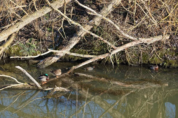 Şubat ayında Mallard ördekleri, Anas platyrhynchos, ve yaygın moorhen kuşları, Gallinula kloropus, dar Wuhle nehrinin yakınında yaşar. Yaban ördeği ya da yaban ördeği bir amatör ördektir. Berlin, Almanya, Avrupa. 