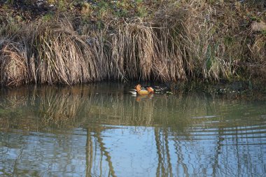 Dişi ve erkek mandalina ördekleri Aix galericulata, Şubat ayında Wuhle Nehri 'nin sularında yüzerler. Mandarin ördeği (