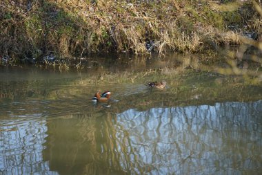 Dişi ve erkek mandalina ördekleri Aix galericulata, Şubat ayında Wuhle Nehri 'nin sularında yüzerler. Mandarin ördeği (