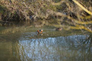 Dişi ve erkek mandalina ördekleri Aix galericulata, Şubat ayında Wuhle Nehri 'nin sularında yüzerler. Mandarin ördeği (
