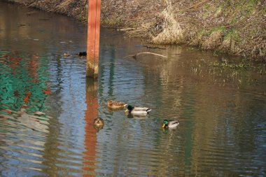 Mallard ördekleri Şubat ayında Wuhle Nehri boyunca yüzerler. Yaban ördeği (