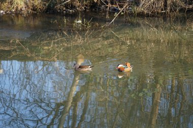 Dişi ve erkek mandalina ördekleri Aix galericulata, Şubat ayında Wuhle Nehri 'nin sularında yüzerler. Mandarin ördeği (