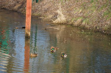 Mallard ördekleri Şubat ayında Wuhle Nehri boyunca yüzerler. Yaban ördeği (