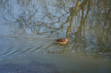 Dişi bir mandarin ördeği, Aix galericulata, Şubat ayında Wuhle Nehri 'nin suyunda yüzer. Mandarin ördeği (