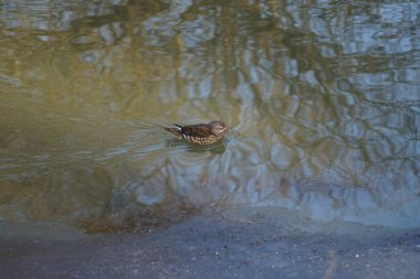 Dişi bir mandarin ördeği, Aix galericulata, Şubat ayında Wuhle Nehri 'nin suyunda yüzer. Mandarin ördeği (