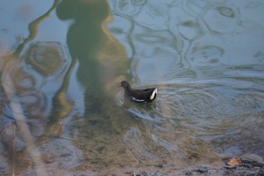 Gallinula kloropusu, Şubat ayında Dar Wuhle nehrinin yakınında yaşar. Bozkır tavuğu (