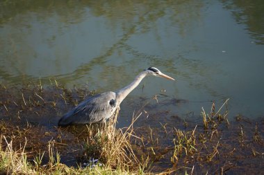 Gri balıkçıl, Ardea cinerea, Şubat ayında Wuhle Nehri 'nde avlanıyor. Ardea cinerea balıkçılgiller (Ardeidae) familyasından yırtıcı bir kuş türü. Berlin, Almanya, Avrupa. 