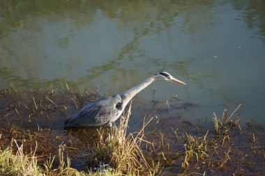 Gri balıkçıl, Ardea cinerea, Şubat ayında Wuhle Nehri 'nde avlanıyor. Ardea cinerea balıkçılgiller (Ardeidae) familyasından yırtıcı bir kuş türü. Berlin, Almanya, Avrupa. 